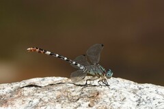 Erpetogomphus lampropeltis