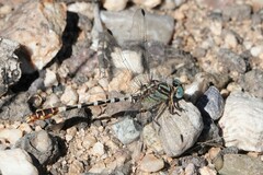Erpetogomphus lampropeltis