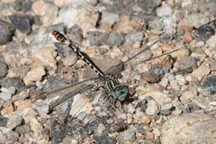 Erpetogomphus lampropeltis