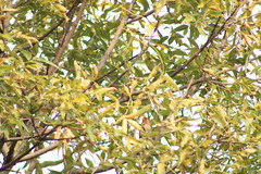 Haemorhous mexicanus