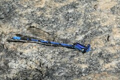 Argia extranea