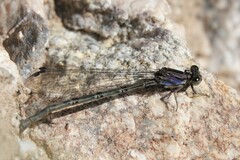 Argia extranea