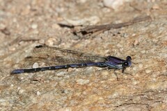 Argia extranea