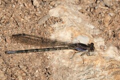 Argia extranea