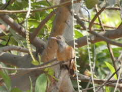 Amazilis amazilia
