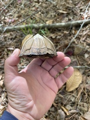 Sternotherus carinatus