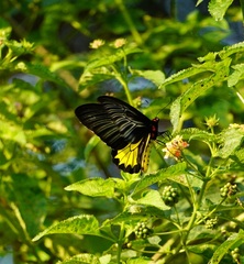 Troides minos