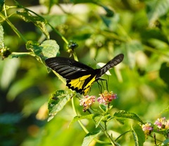 Troides minos