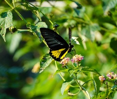 Troides minos
