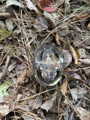 Sternotherus carinatus