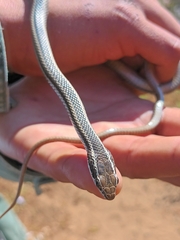 Philodryas chamissonis