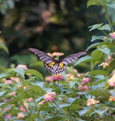 Troides minos