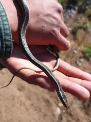 Philodryas chamissonis