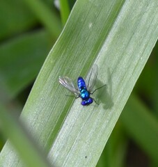 Condylostylus mundus