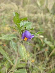 Lycianthes lycioides