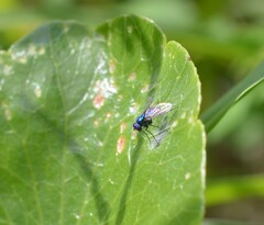 Condylostylus mundus