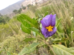 Lycianthes lycioides