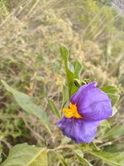 Lycianthes lycioides