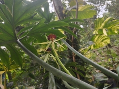 Prosthechea cochleata