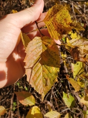 Carpinus betulus