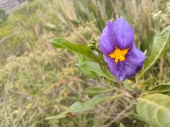 Lycianthes lycioides
