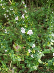 Clinopodium carolinianum