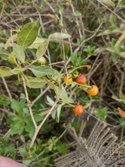 Lycianthes lycioides