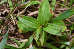 Melastoma × intermedium