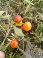 Lycianthes lycioides