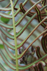 Pteris longifolia