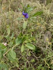 Lycianthes lycioides