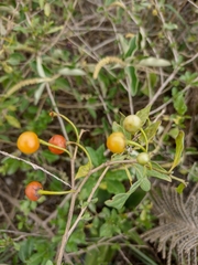 Lycianthes lycioides