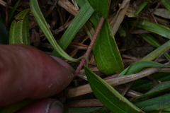 Melastoma × intermedium