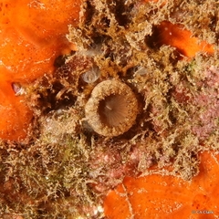 Zoantharia