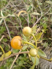 Lycianthes lycioides
