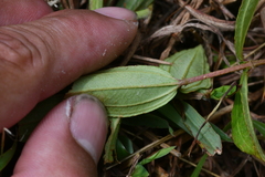 Melastoma × intermedium