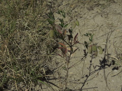 Crotalaria pumila