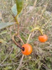 Lycianthes lycioides