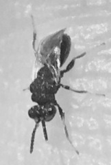 Eurytomidae