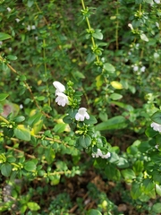 Clinopodium carolinianum