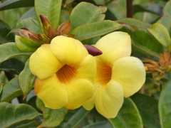 Allamanda cathartica