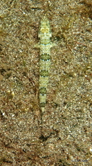 Synodontidae