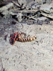 Haematoloecha nigrorufa