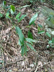 Alpinia intermedia