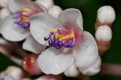Medinilla formosana