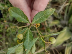 Lycianthes lycioides