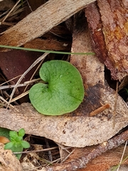 Corybas diemenicus
