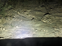 Phalaenoptilus nuttallii