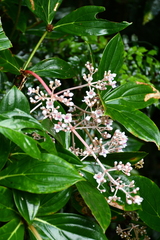 Medinilla formosana