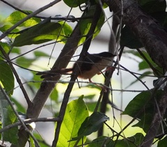 Prinia socialis